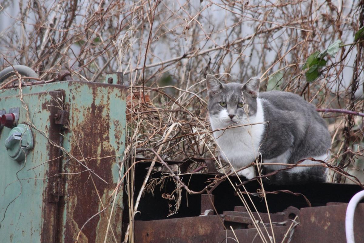 Kitten Madness Kokomo Community Cats Offers Free Spay Neuter Program Local News Kokomotribune Com