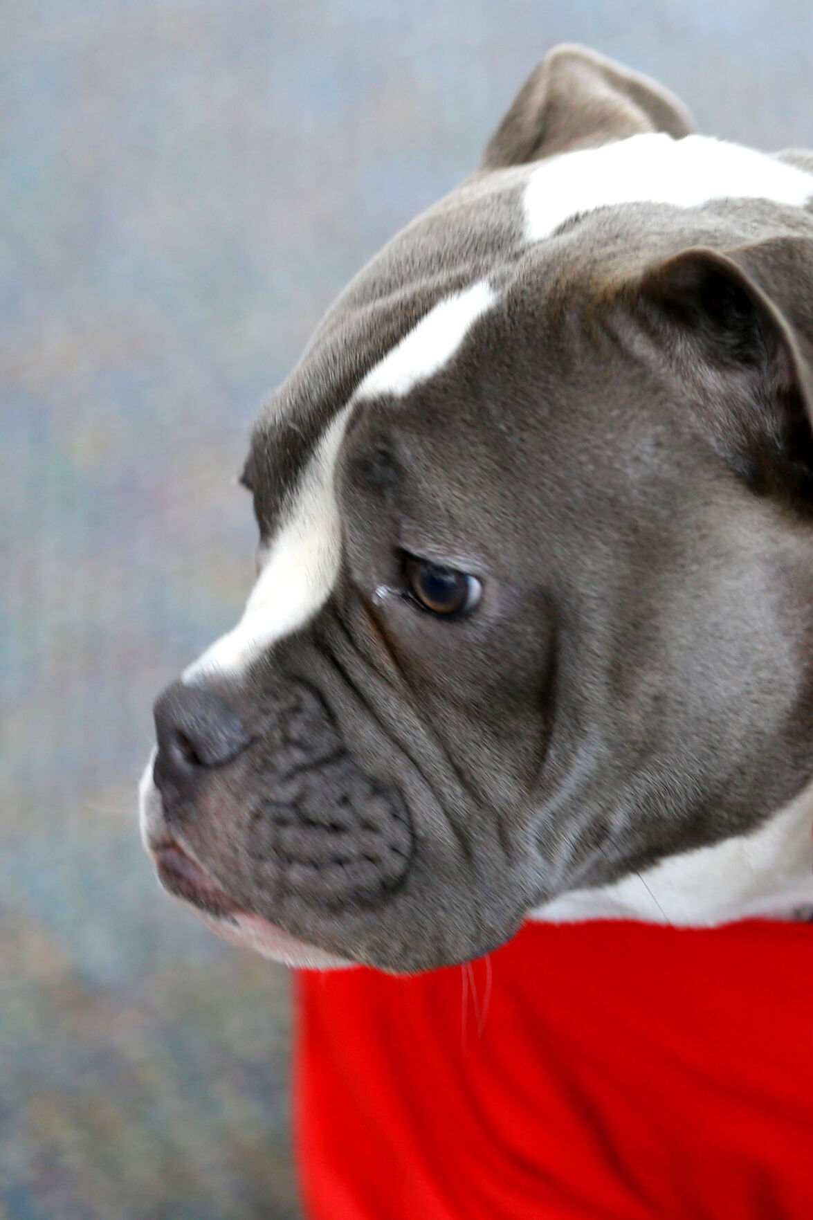 TES Therapy dog 14 WEB ONLY.JPG