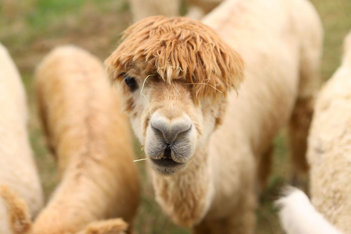 Fall 4 Alpacas Farm Day 02.jpg