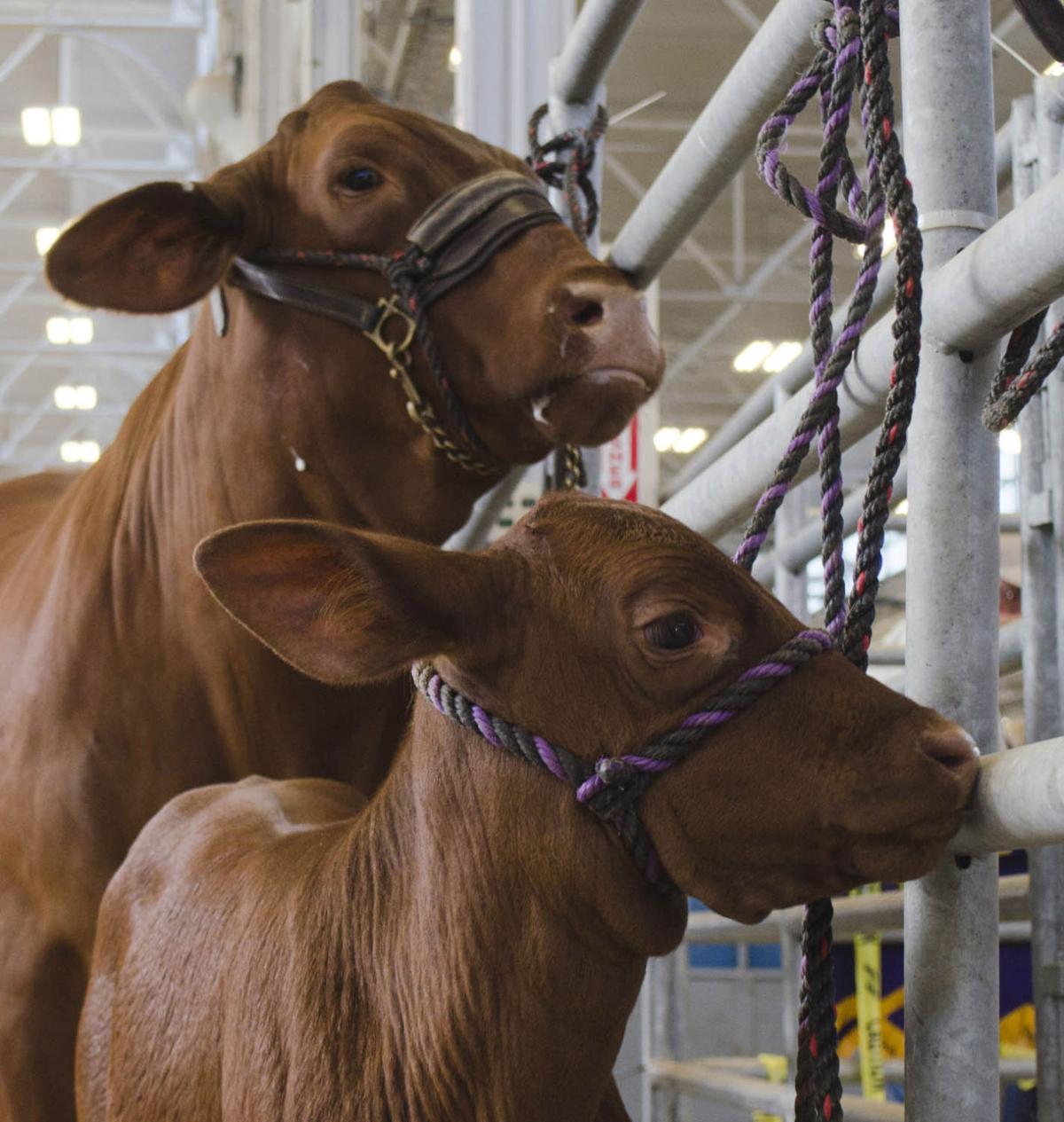 Cattle Show State Fair