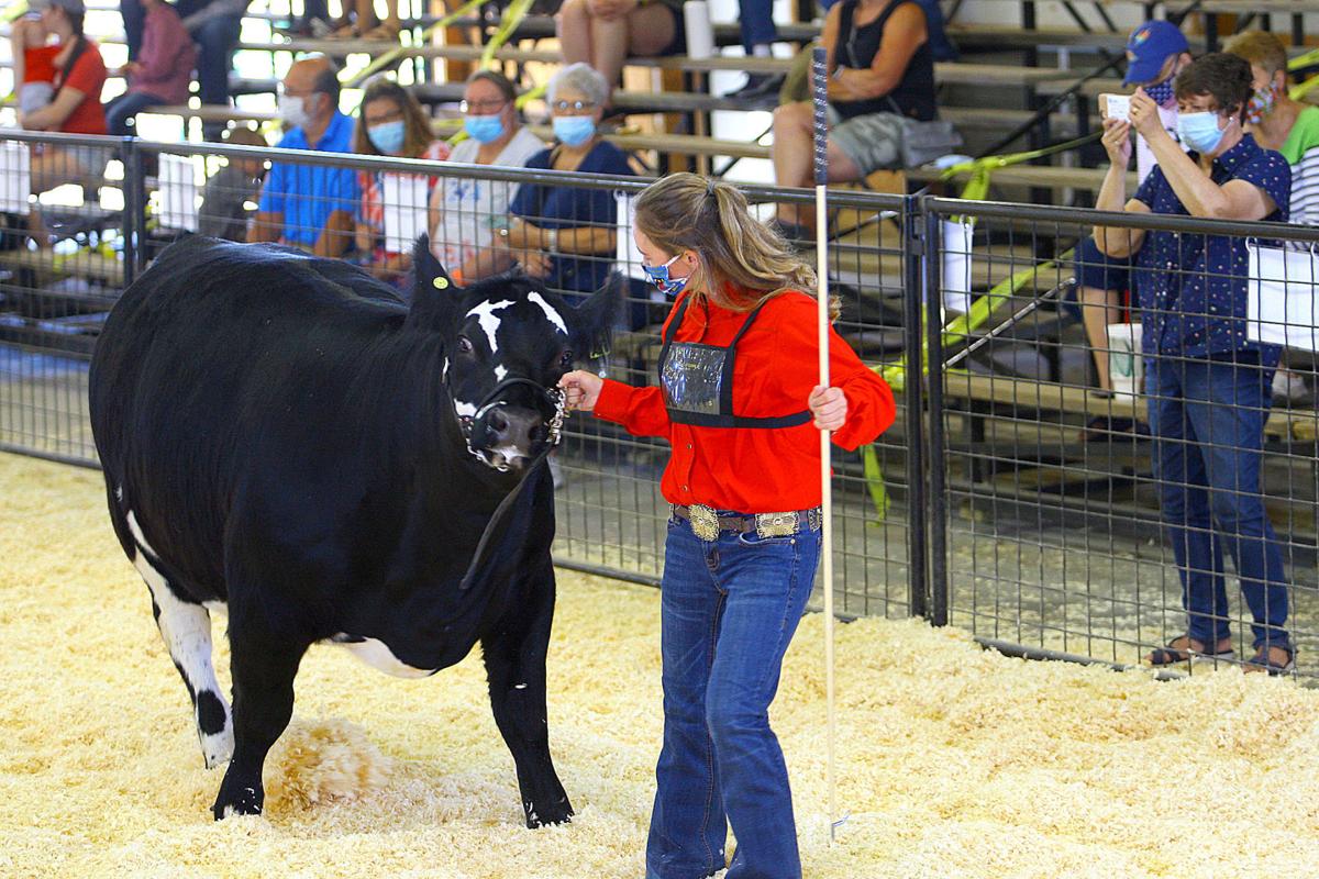 4H Fair Beef Show Howard County Fair