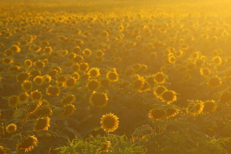 Converse sunflower field News