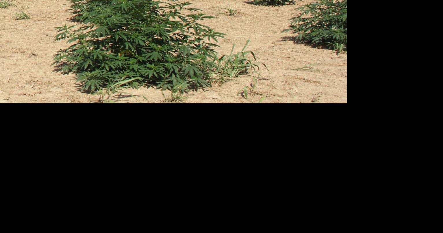 Legislators hear testimony for, against legalizing marijuana ...