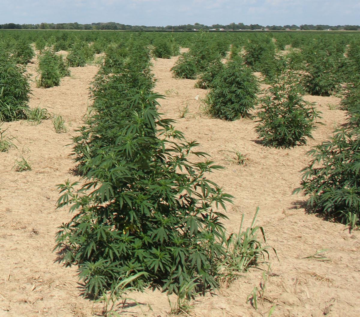 Legislators hear testimony for, against legalizing marijuana ...