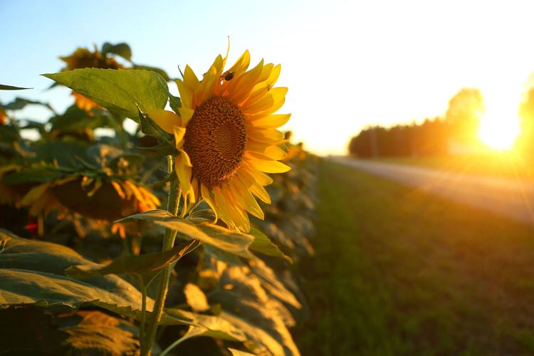 Converse sunflower field News