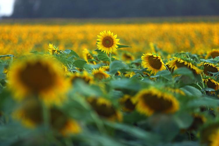 Converse sunflower field News
