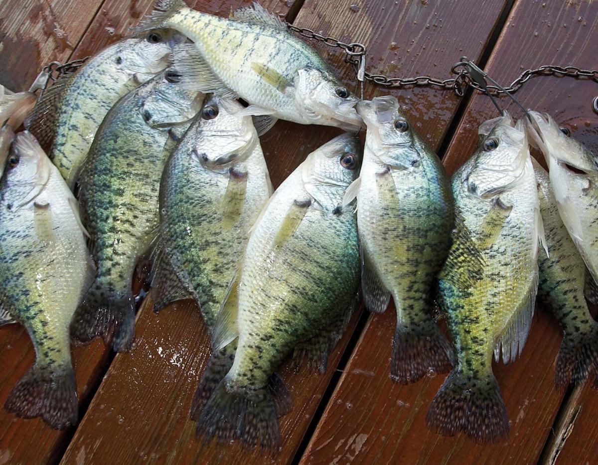 MARTINO: Spring signals a quest for crappies