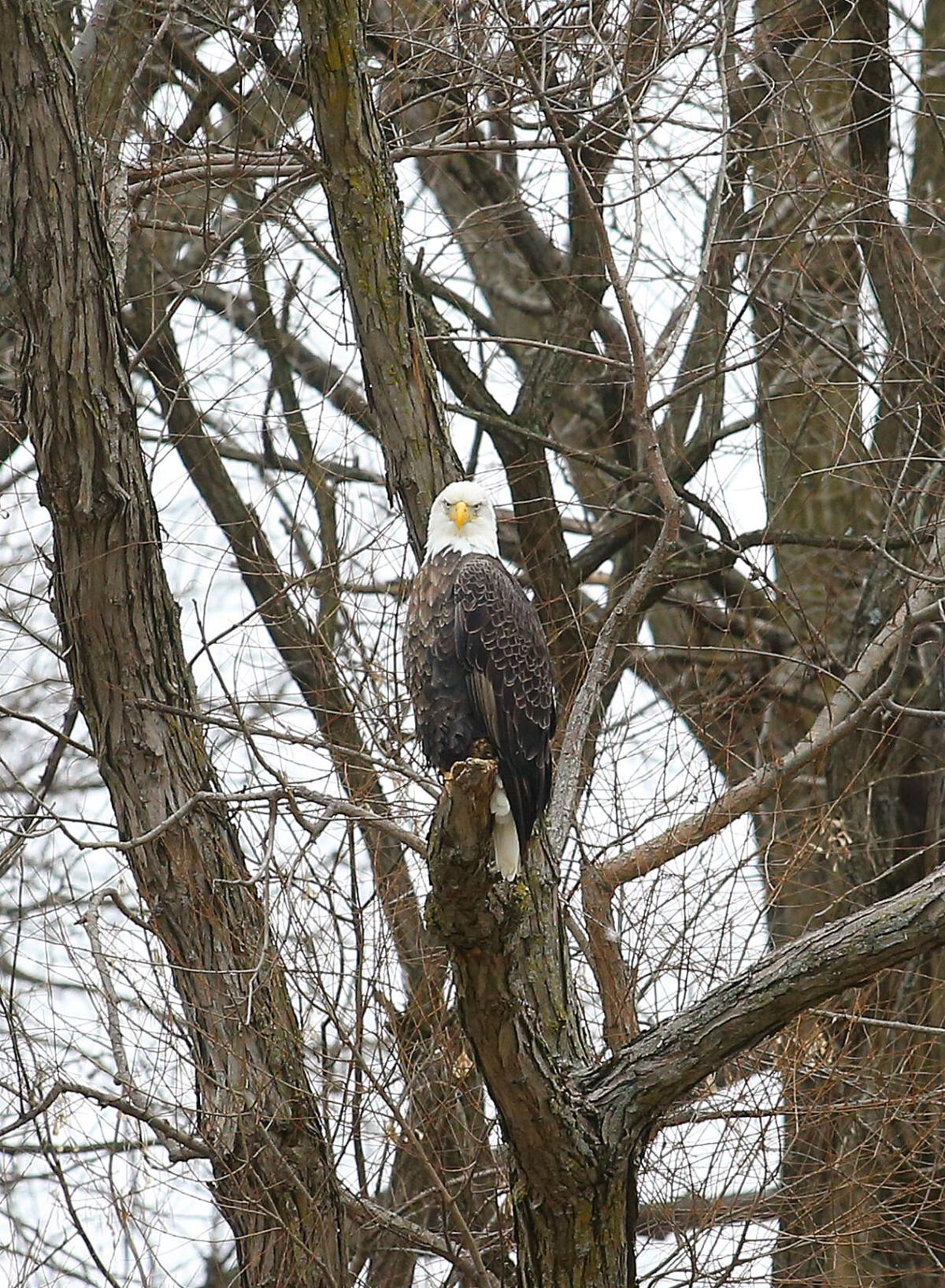 Eagles 06.jpg