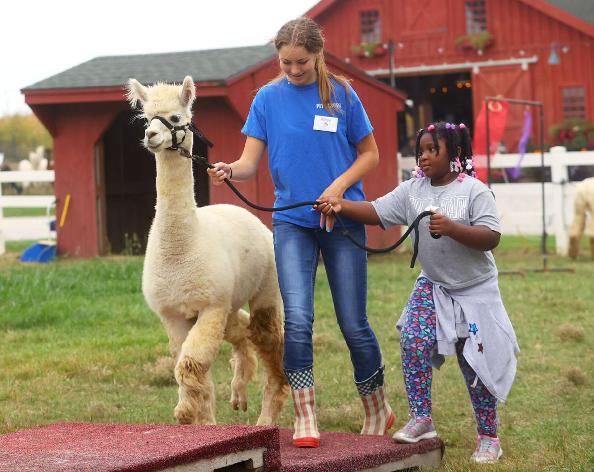 Fall 4 Alpacas Farm Day 06.jpg