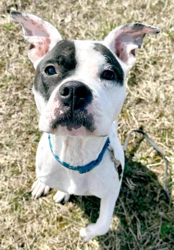 Pet of the week, March 18, 2023