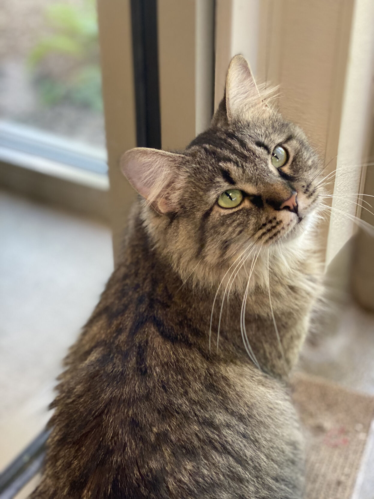 Pet of the week, Aug. 24, 2024 | News | kokomotribune.com