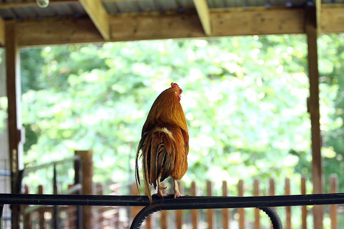 Blue Barn Farms 07.jpg