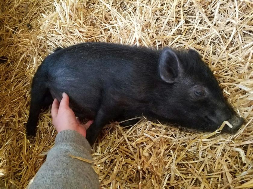 Russiaville woman adopts stray piglet captured near Kokomo Reservoir