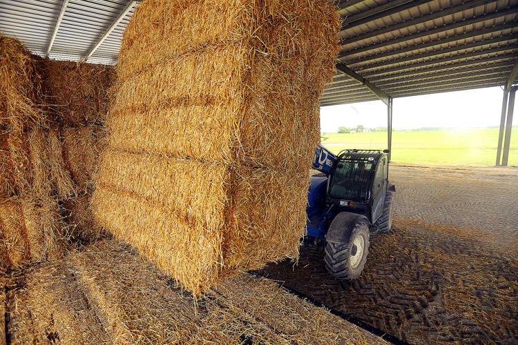 What is the Difference Between Square and Round Hay Bales? - California  Dairy Magazine