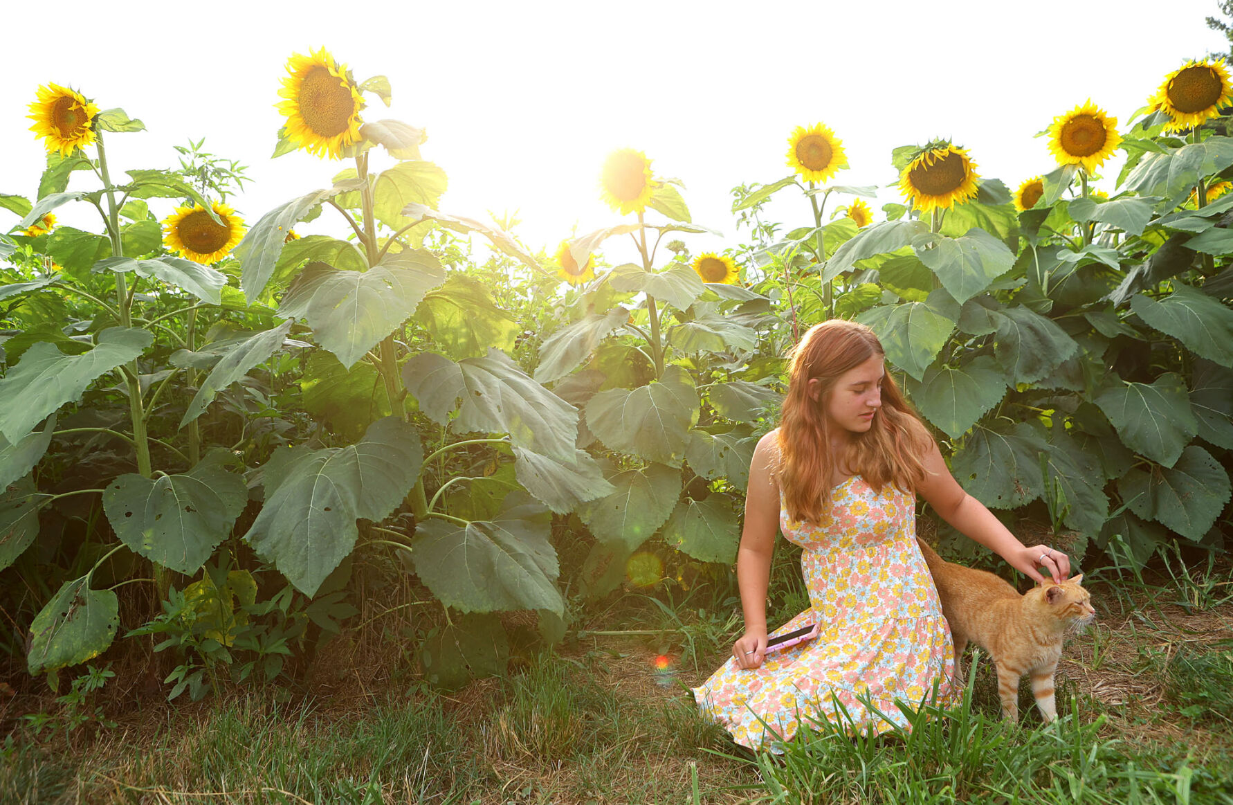 Sunflowers on sale on converse