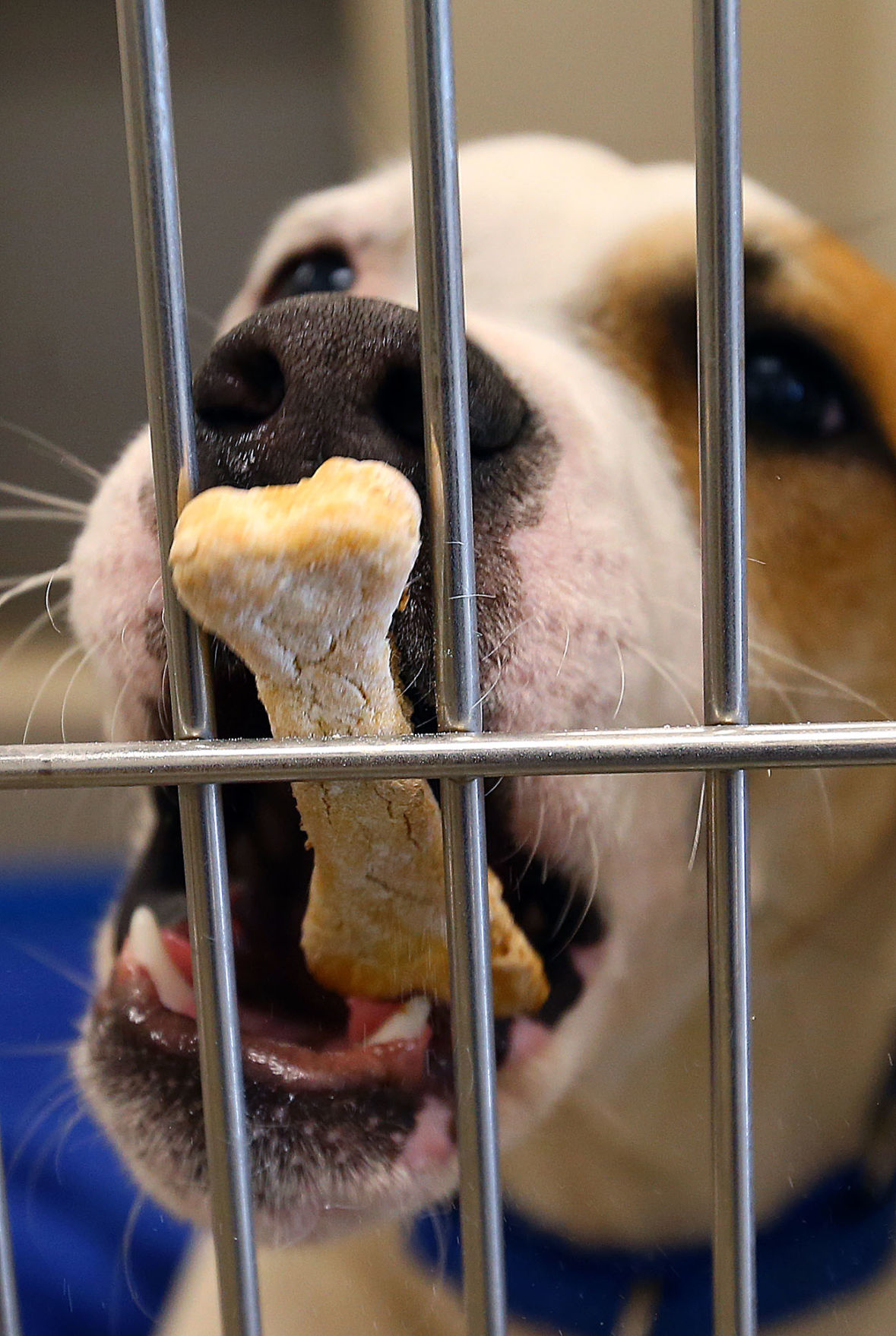 animal humane hospital