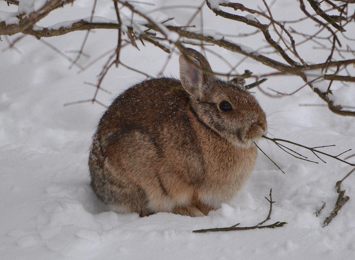 martino rabbit hunting is enjoyable