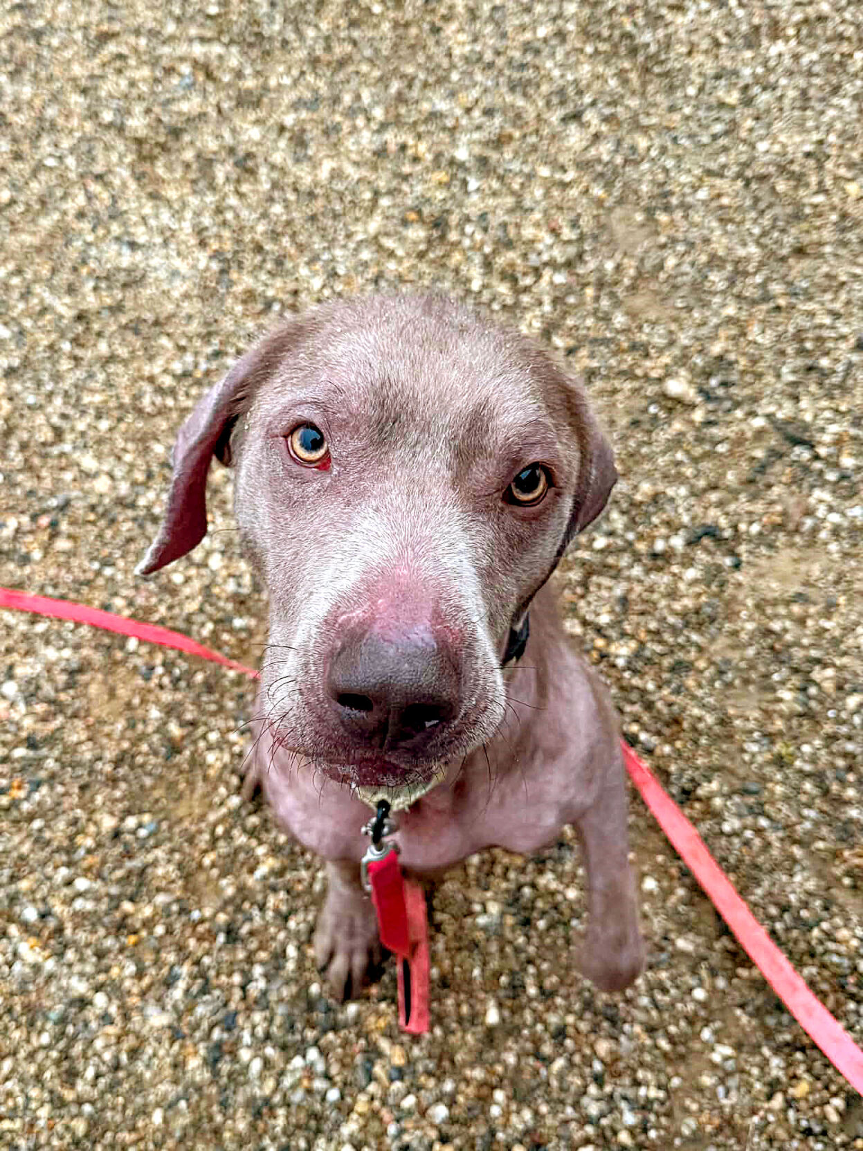 Pet of the week May 9, 2026 | Features | kokomotribune.com