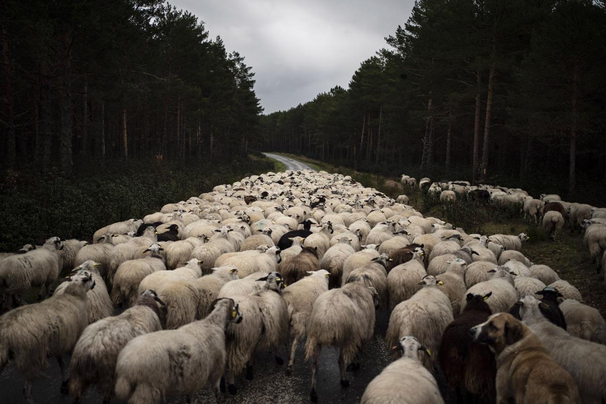 Virus Outbreak Our Majestic World Photo Gallery