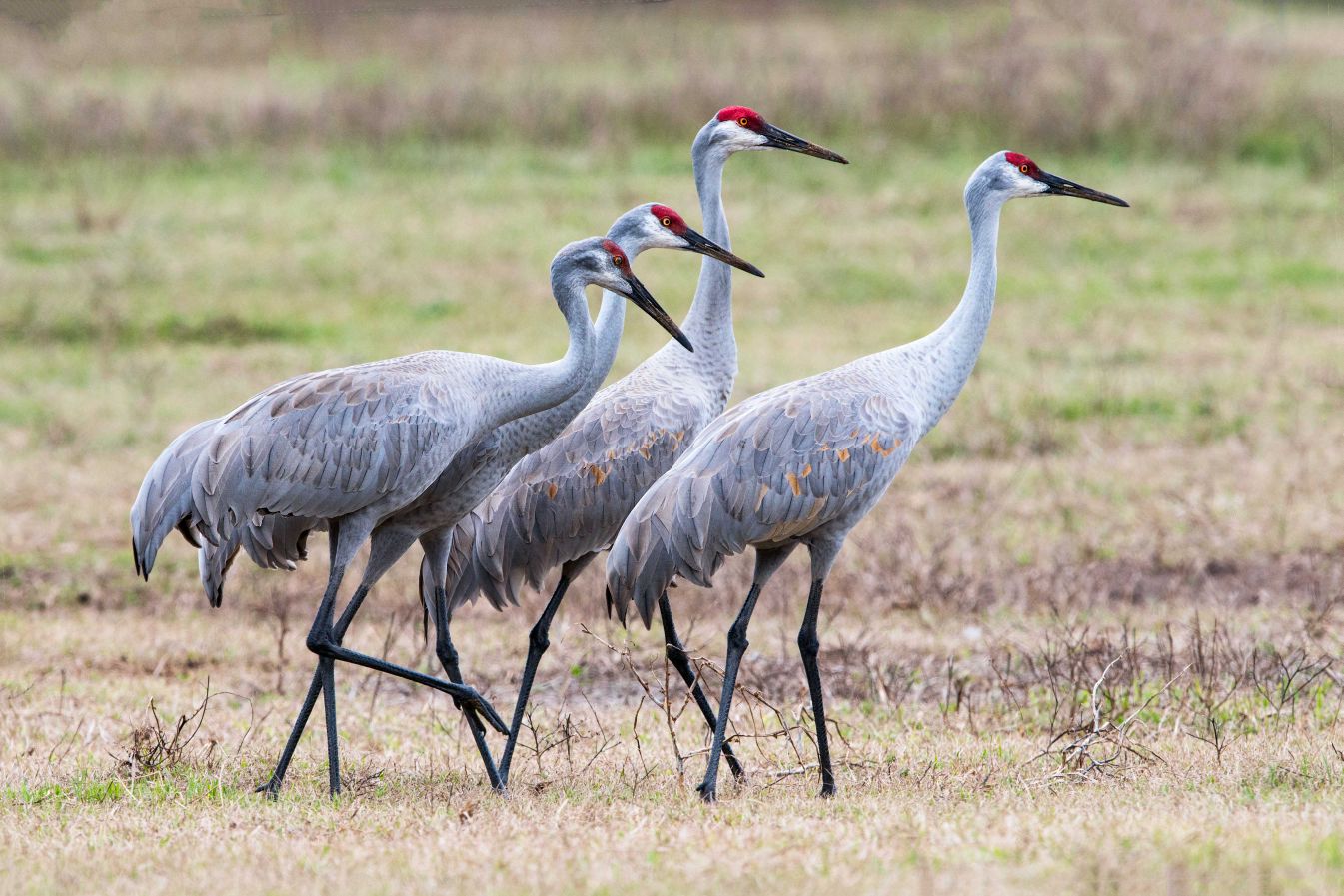 MARTINO Sandhill Cranes Provide Fun Show Sports Kokomotribune Com   565a5c6a6118c.image 