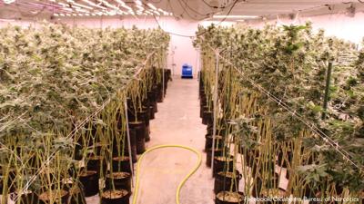 Five arrested at illegal Murray County marijuana grow | News | kten.com