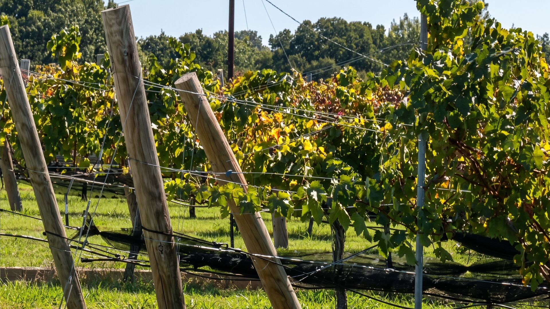 Grayson County winery expanding as owners live their dream