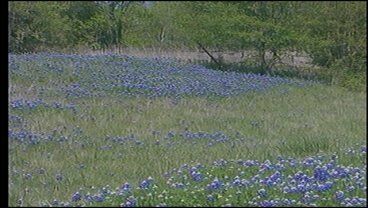 Bluebonnets Bloom in Texoma: Share Your Pictures | | kten.com