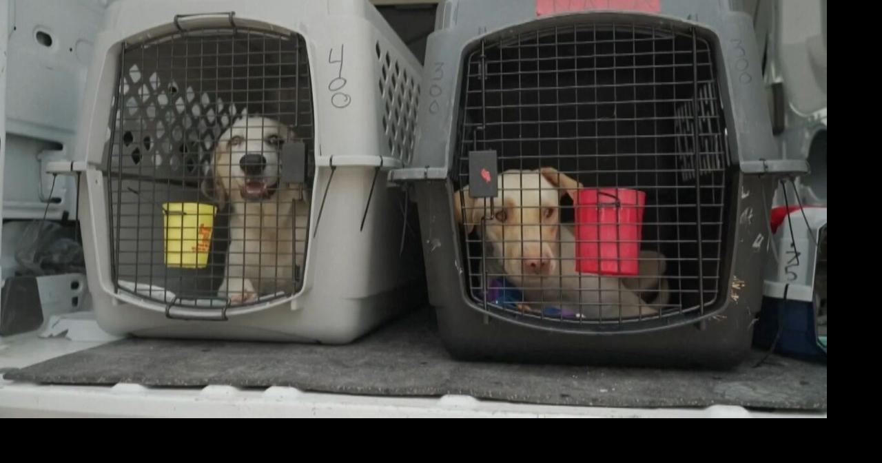 Clear the Shelters: Pets on the move