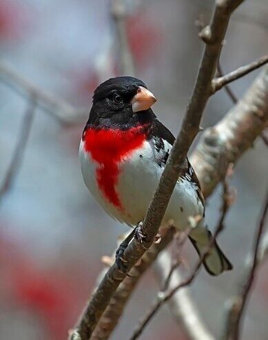 The end of spring delights us with a rose-breasted visitor | State |  kten.com