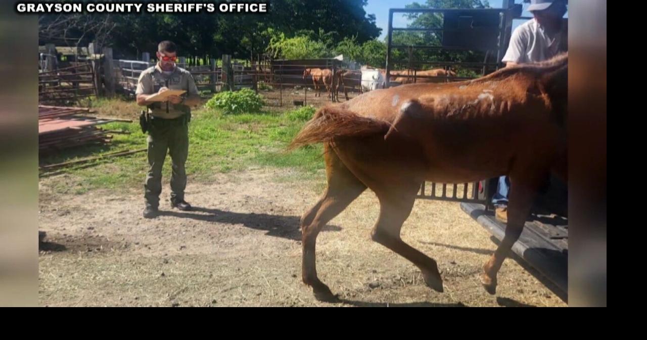 More than 30 horses seized in Sherman animal cruelty case | Kten News ...