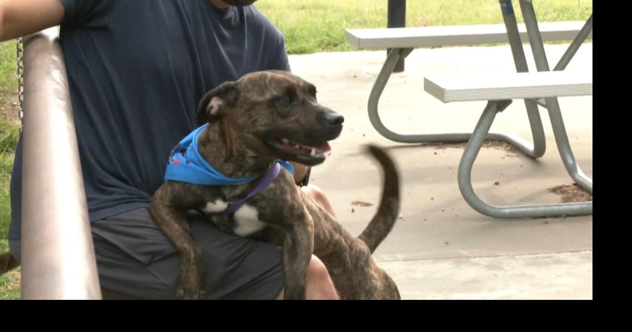 Shelter pets have a special outing at Denison park