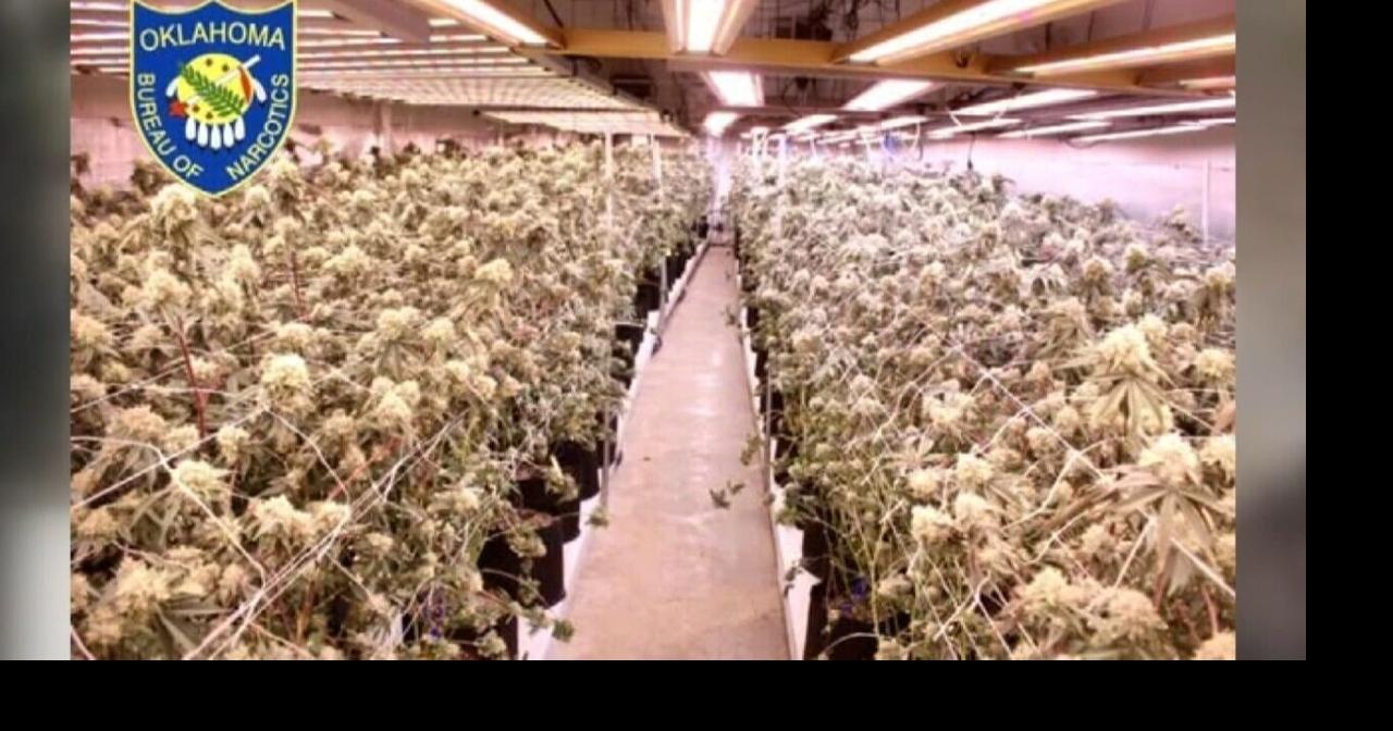 Illegal grow operation busted in Garvin County | News | kten.com