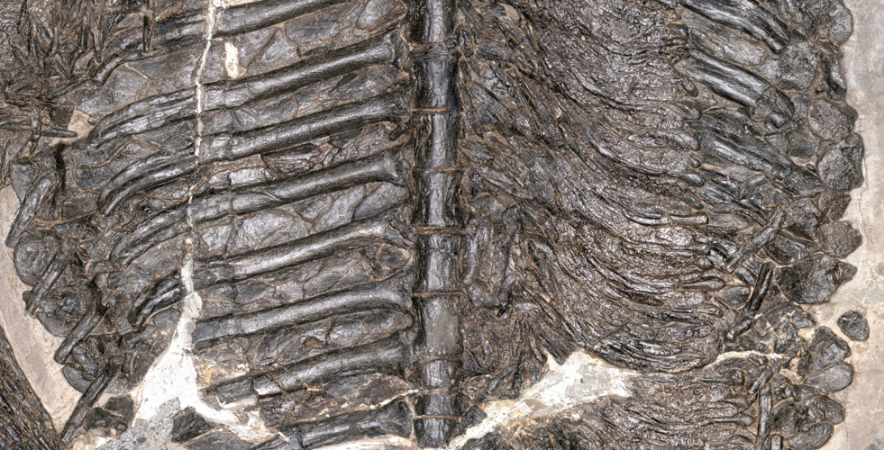 Printable Ichthyosaurus First fully marine amphibian from 230 million years ago found in China ...