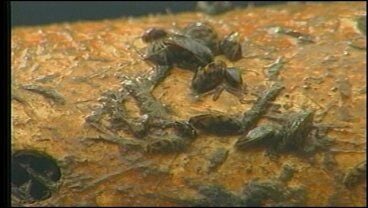 Zebra Mussels Spreading in Lake Texoma | | kten.com