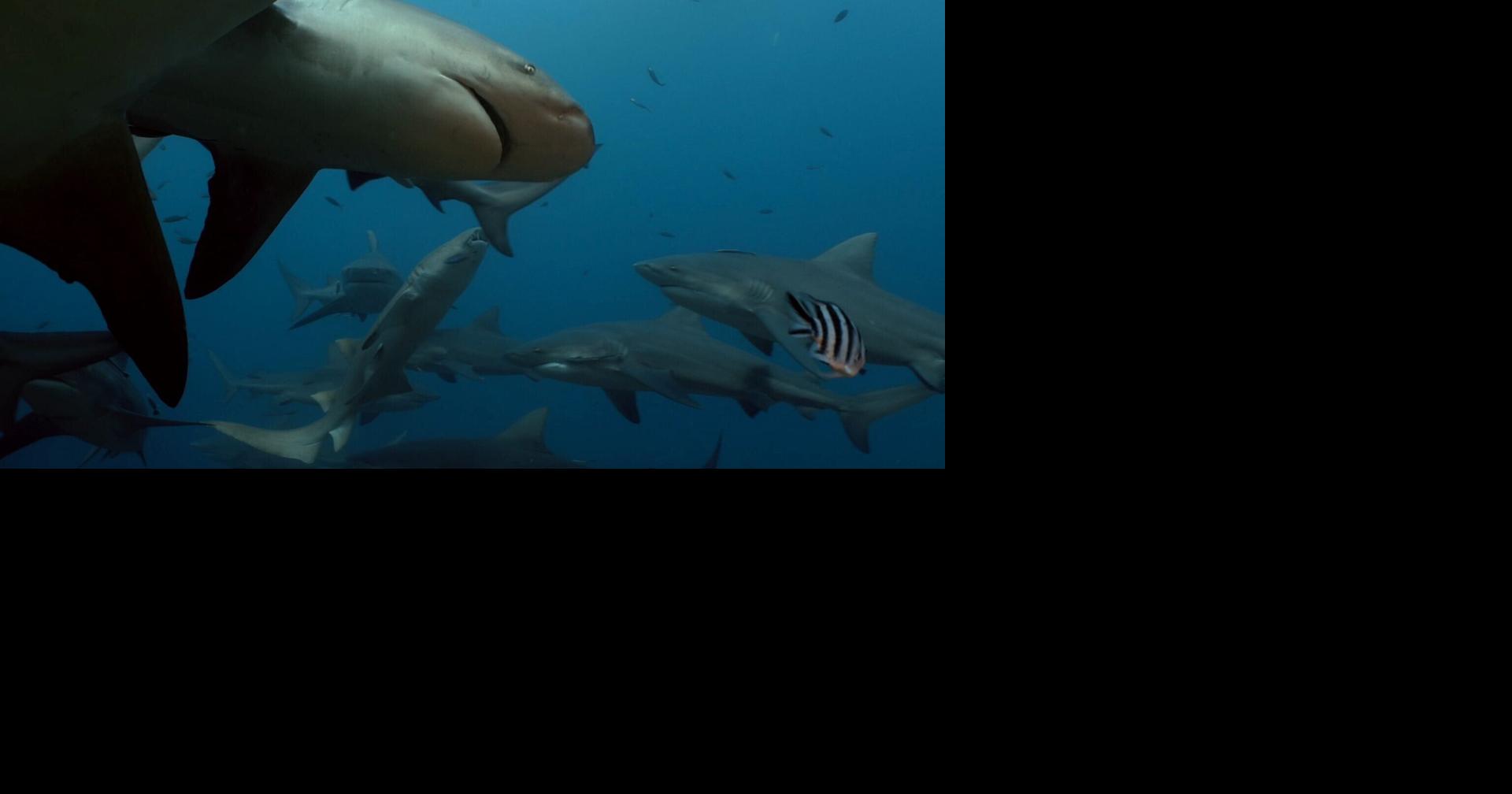 Research Shows Sharks Prefer Being Around Their Relatives - News Directory 3