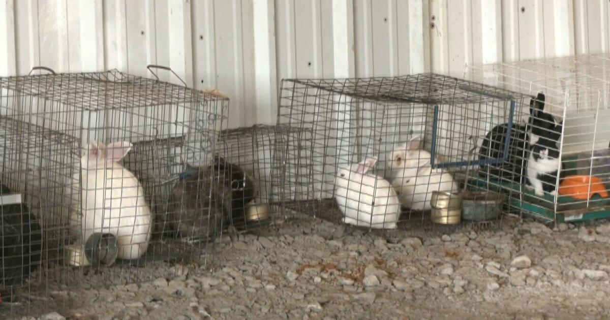 कोलिन्सविले लाइव स्टॉक नीलामी