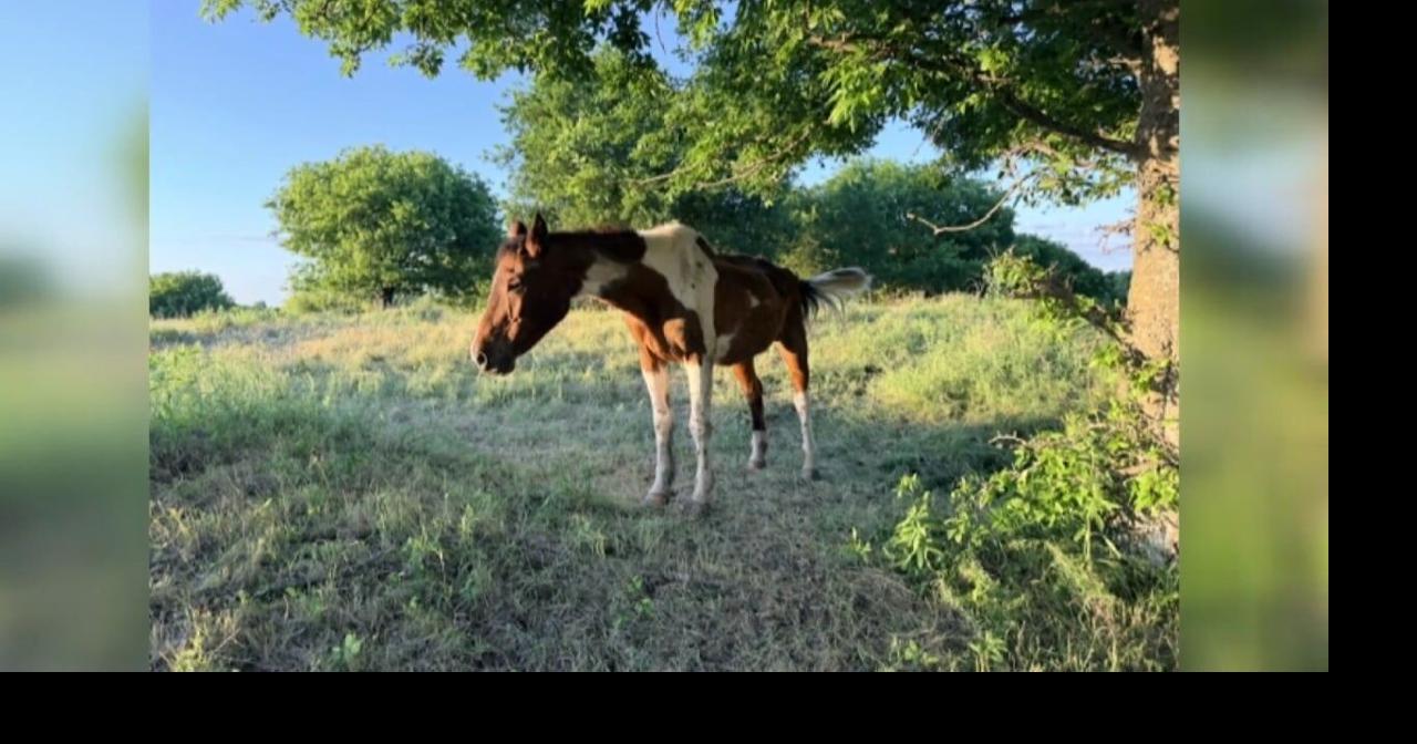 Woman Arrested for Livestock Cruelty in Grayson County