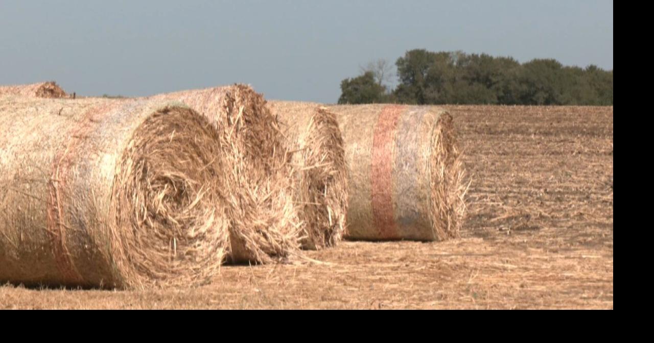 Bryan County farmers, ranchers hoping for more rain | News | kten.com