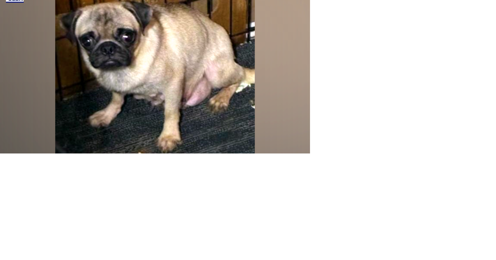 Court extends USDA’s access to Van Buren County dog breeder’s facility, animal shelter to house 32 dogs for foreseeable future