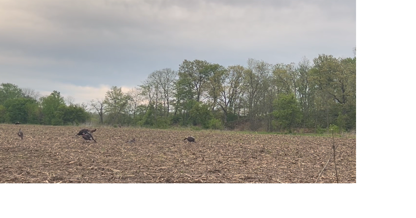 Macon County leads Missouri in turkey harvest this spring