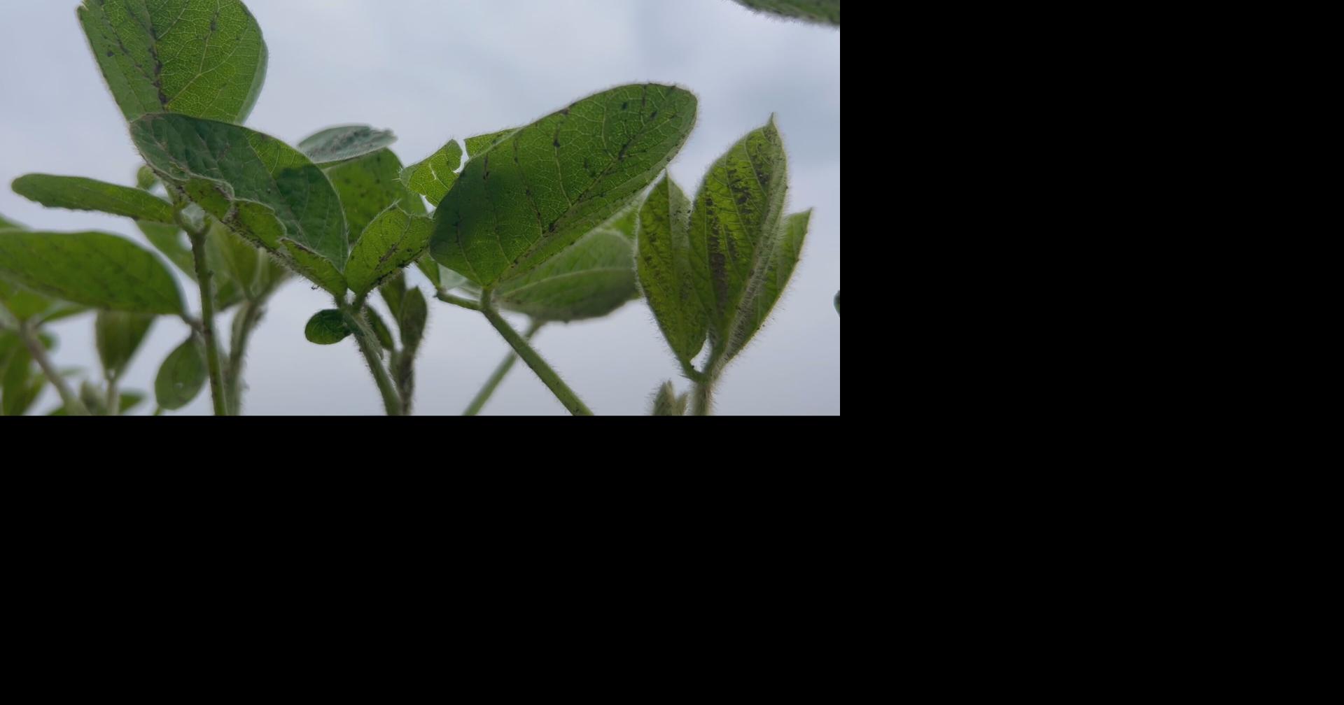 House advances Farm Bill 2.0 in push to complete delayed agriculture law