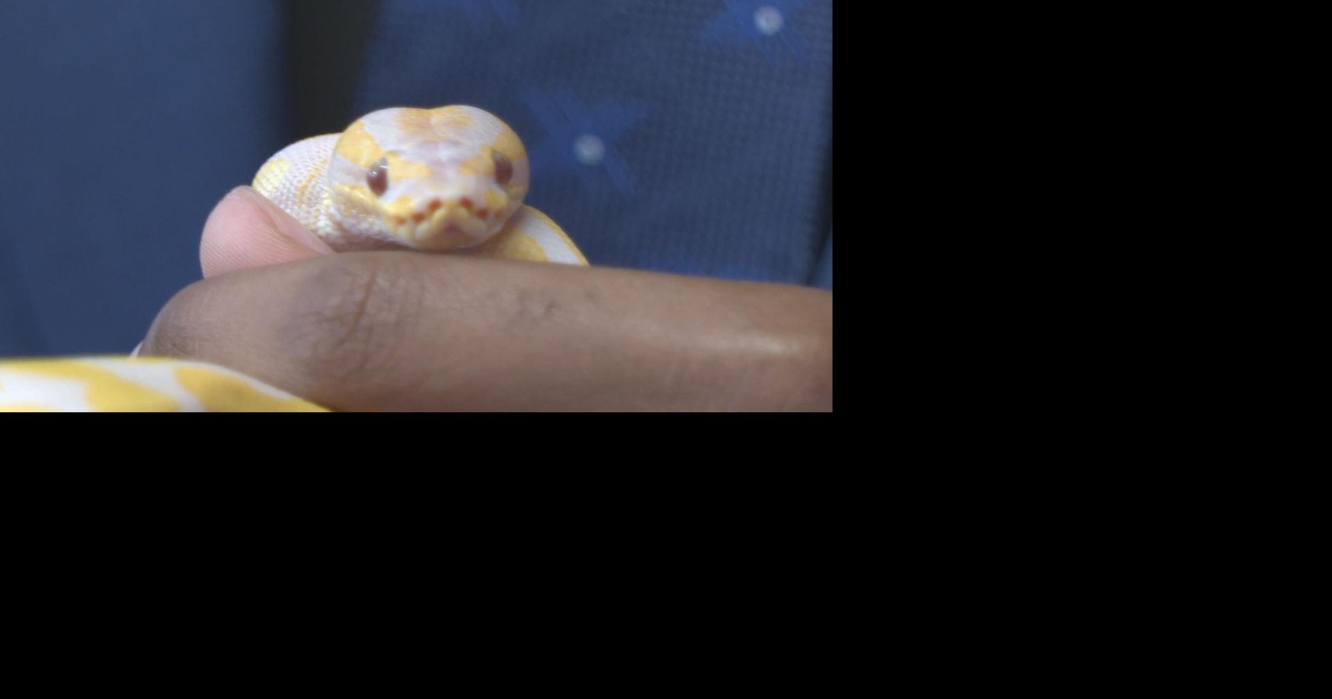 Springtime brings more snake activity to the Tri-States | Local News ...