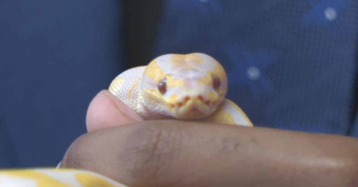 Springtime Snake Springtime brings more snake activity to the Tri-States | Local News ...