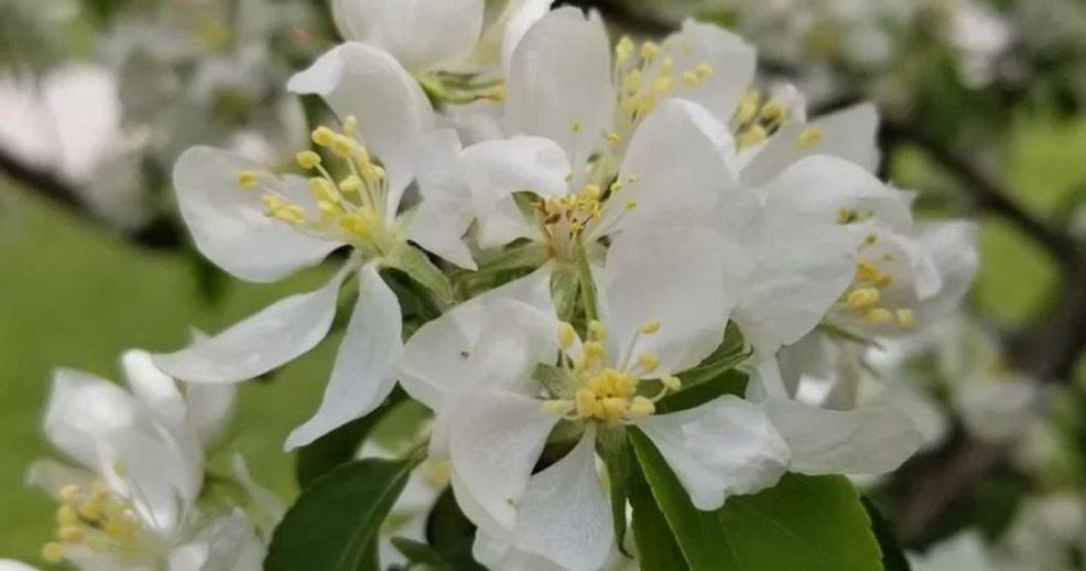 Dooley Funeral Home - Queen City Obituaries