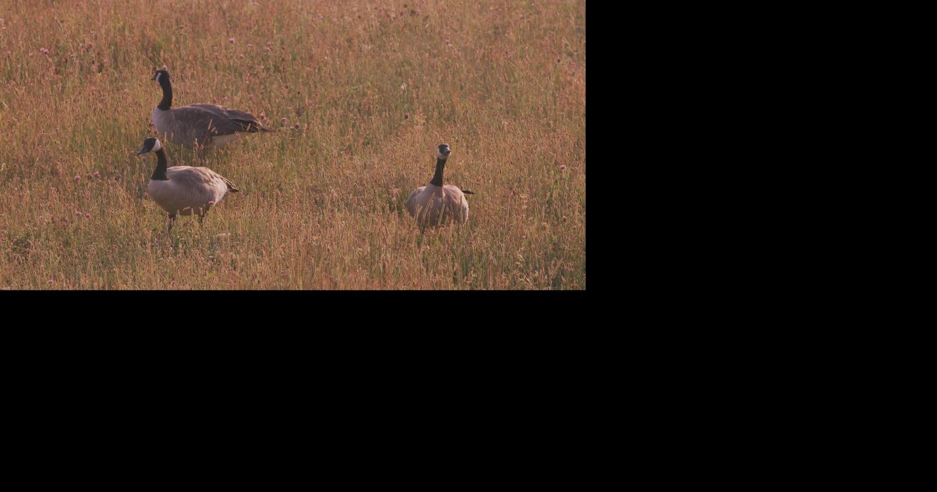 Missouri agriculture officials urge poultry owners to protect flocks during fall migration