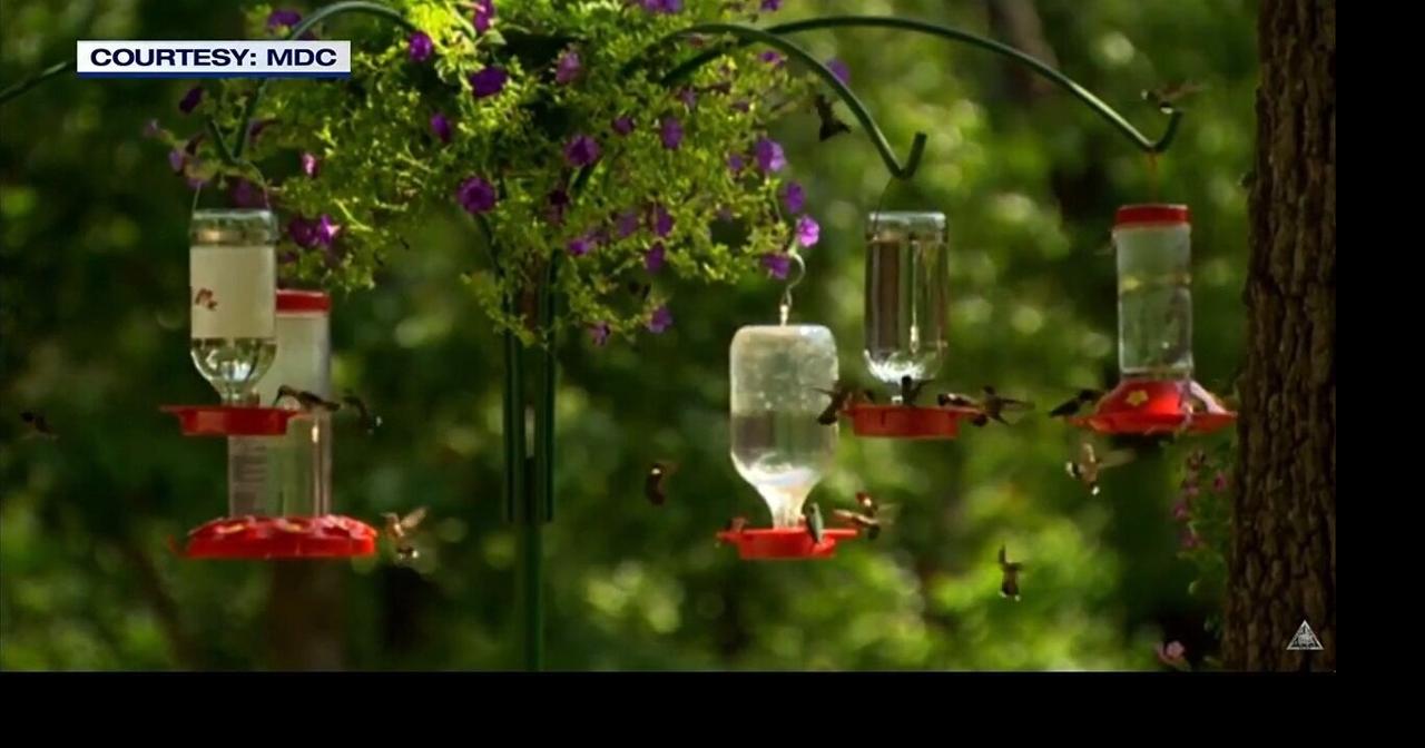 MDC says hummingbird feeders can assist in southern migration