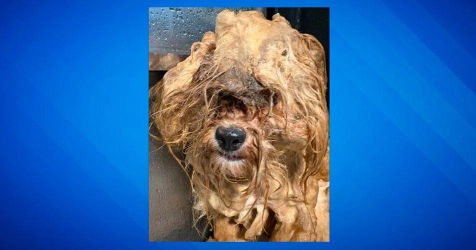 5 massively matted, malnourished dogs dumped in Downing