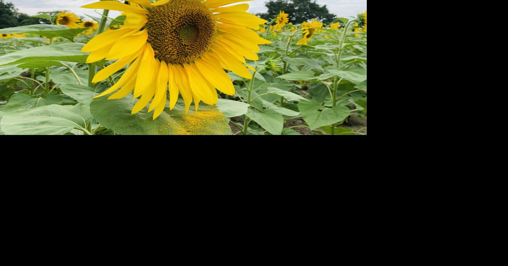 Sunflowers outside Atlanta provide smiles, photo op