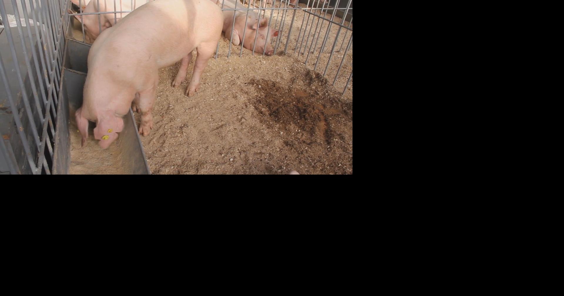 Iowa officials respond after USDA confirms pseudorabies in swine