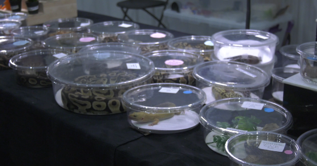 Fargo Exotic Pet Expo showcases reptiles